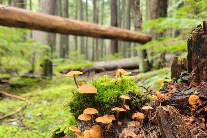 nature-walk-in-glacier-national-park