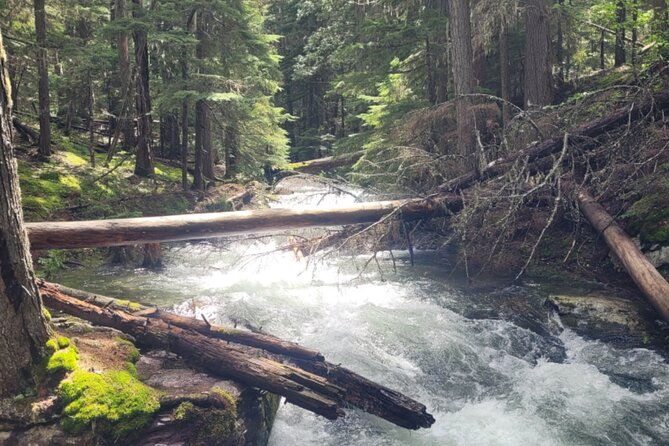nature-walk-in-glacier-national-park
