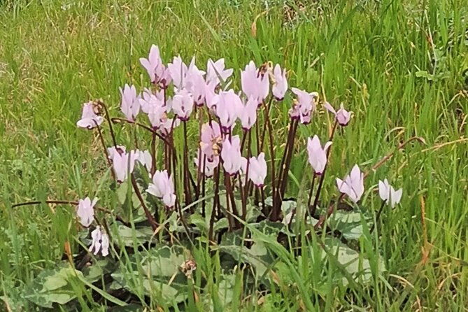 nature-walking-tour-in-the-mediterranean-cyprus-6days-2