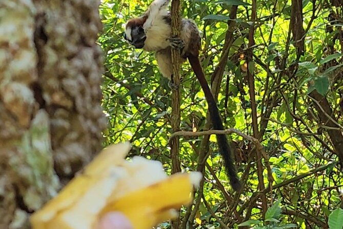 nature-wildlife-walks-at-ancon-hill-for-all-ages-am-or-pm