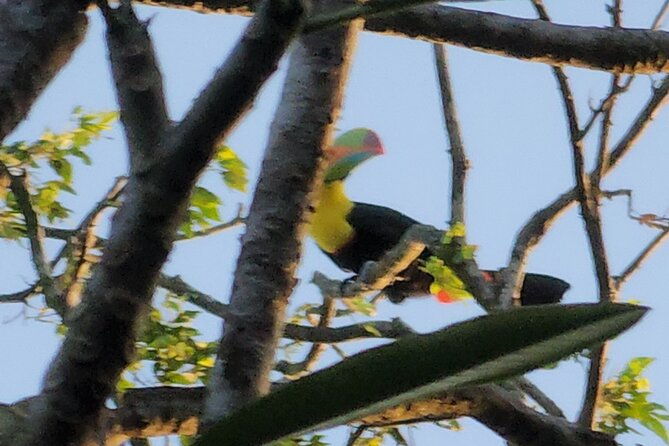 nature-wildlife-walks-at-ancon-hill-for-all-ages-am-or-pm