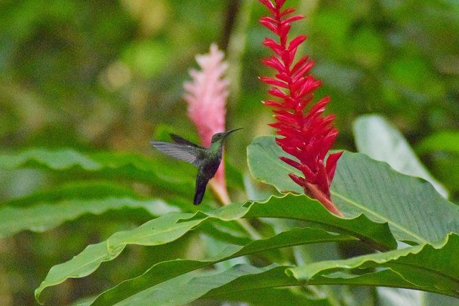 natureworld-st-lucia-hiking-trail
