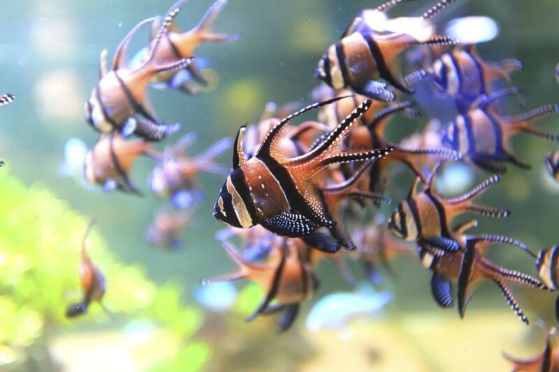 nausicaa-national-sea-center-full-day-entry-ticket