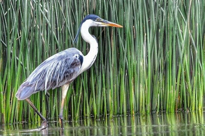 nautical-safari-in-tigre