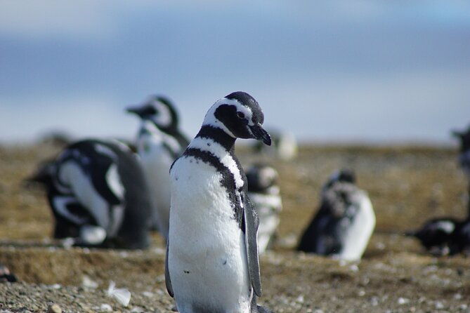 navigation-beagle-channel-to-the-penguin