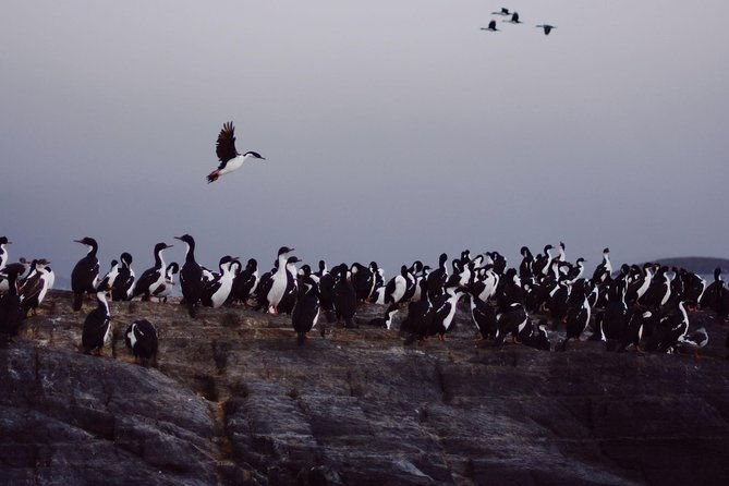 navigation-beagle-postcards