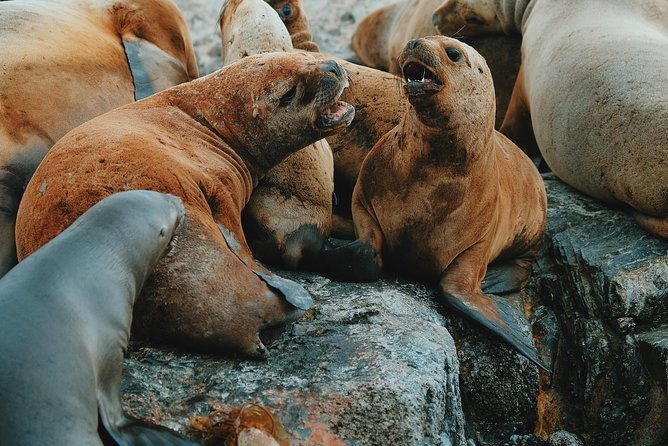 navigation-beagle-postcards