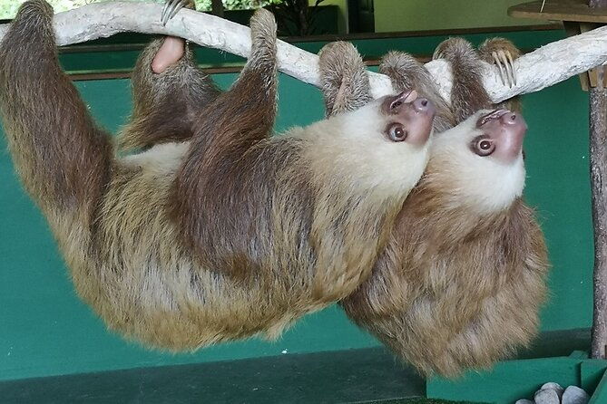 navigation-in-the-panama-canal-gatun-lake-and-sloth-sanctuary