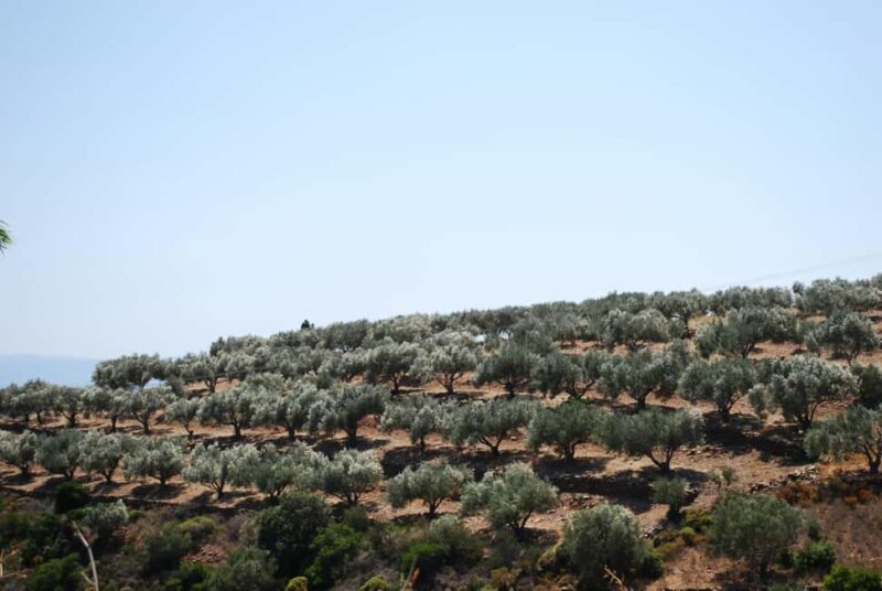 Naxos Dream Tour: Local Flavors, Olive Oil, Lunch - Key Points