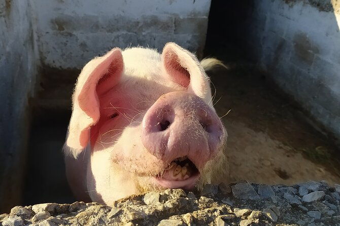 naxos-farm-experience