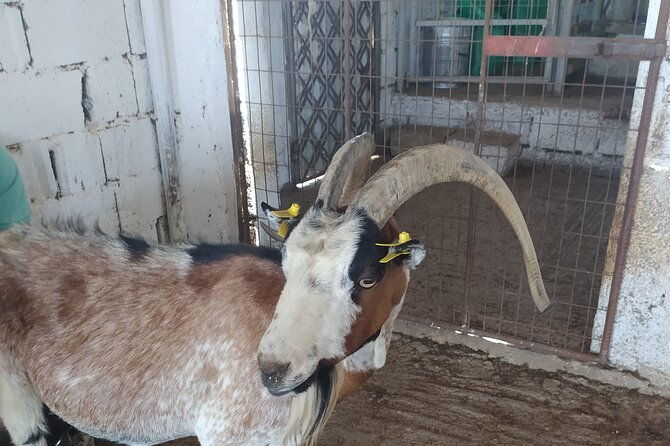 naxos-farm-experience