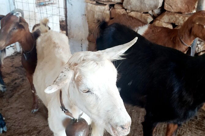 naxos-farm-experience