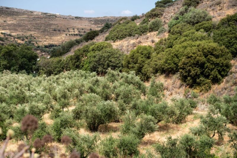 Naxos: Half-Day Olive Oil Tour with Tastings - Key Points