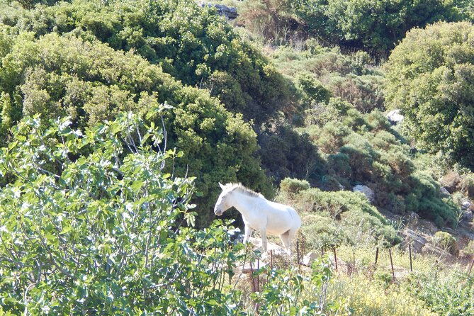 naxos-hike-to-the-top-of-the-cyclades-mount-zas