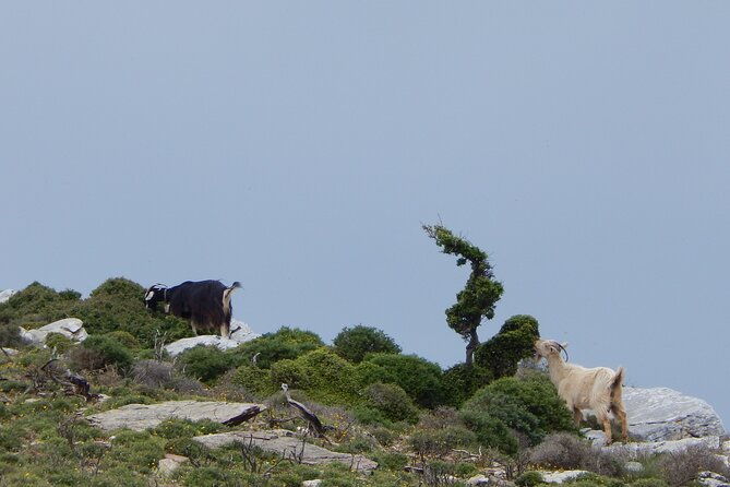 naxos-hike-to-the-top-of-the-cyclades-mount-zas