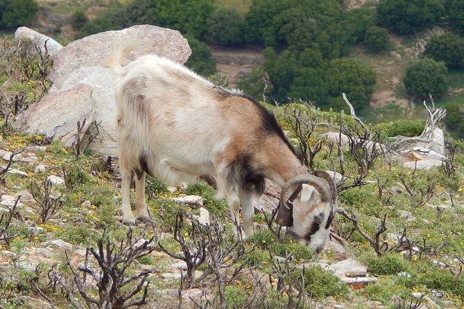 naxos-hike-to-the-top-of-the-cyclades-mount-zas