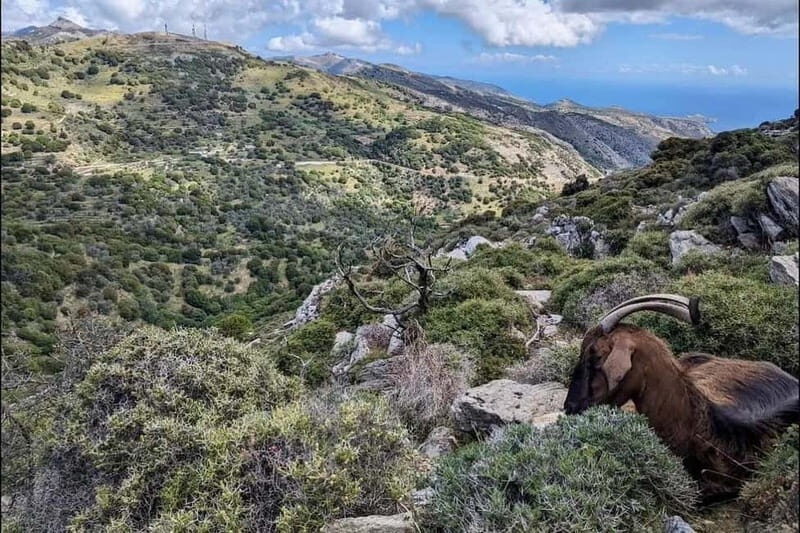 Naxos Hiking in Mount Zas - Exploring the Mount Zas Hiking Experience  