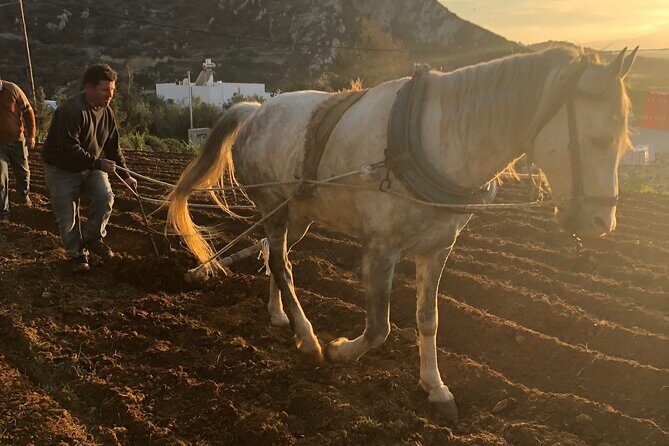 Naxos Perivoli Farm Experience & Wood-fire Cooking Class - Discover the Charm of Naxos with the Perivoli Farm Experience & Wood-fire Cooking Class