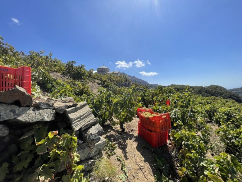 Naxos: Private Vineyard Tour & Wine Tasting with an Expert - Who Will Love This Tour?