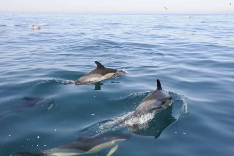 Nazaré: Dolphin Safari - Key Points