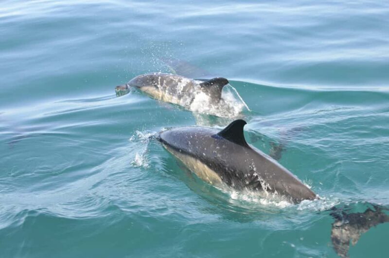 Nazaré: Dolphin Safari - Who Will Love This Tour?