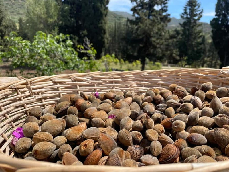 Near Cagliari: Almond Blossom Magic at "In Our Garden" (new) - An Authentic Sardinian Experience Close to Cagliari