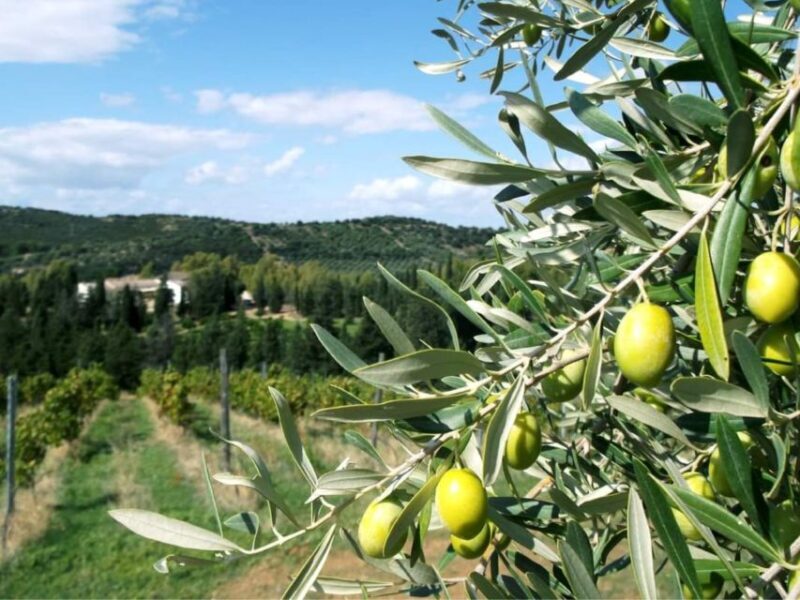 Near Cagliari: The World of Natural Wine at "In Our Garden" - Who Should Book This Tour?  