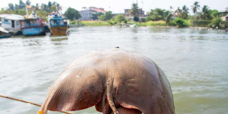 negombo-catamaran-sailing-with-traditional-fishermen