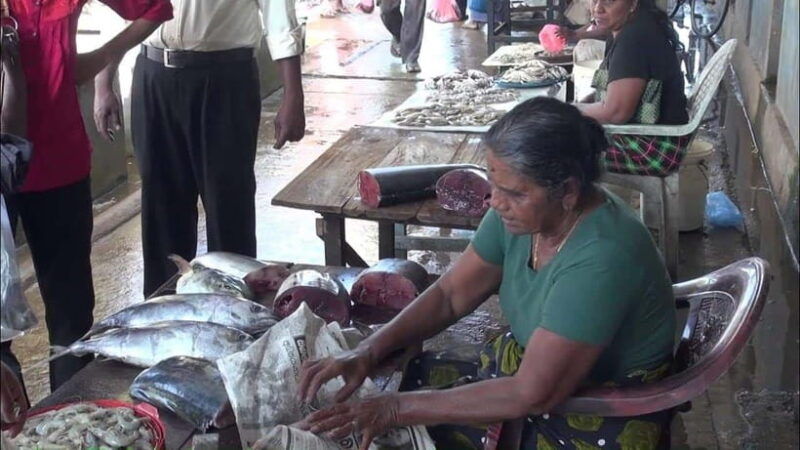 negombo-city-explore-the-fish-market-dutch-canal-by-boat