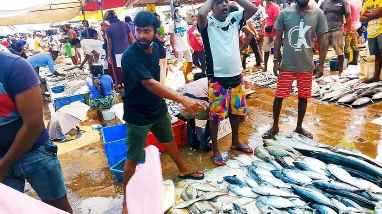 negombo-city-explore-the-fish-market-dutch-canal-by-boat