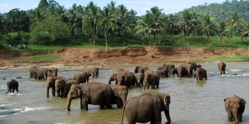 Negombo: Kandy and Pinnawala Elephant Orphanage Day Tour - Your Complete Guide to the Negombo: Kandy and Pinnawala Elephant Orphanage Tour