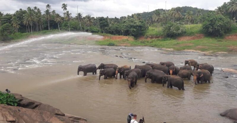 Negombo: Kandy and Pinnawala Elephant Orphanage Day Tour - Who Should Consider This Tour?
