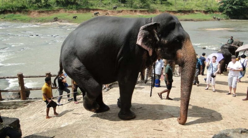 Negombo: Kandy and Pinnawala Elephant Orphanage Day Tour - The Sum Up
