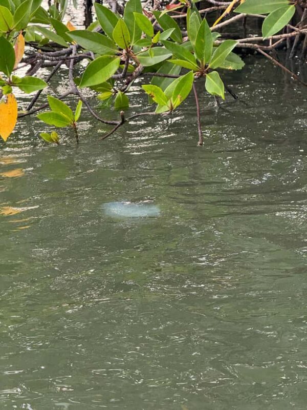 Negombo Lagoon & Dutch Canal Sunset Boat Tour - Introduction: A Relaxing Way to Discover Negombo’s Waterways