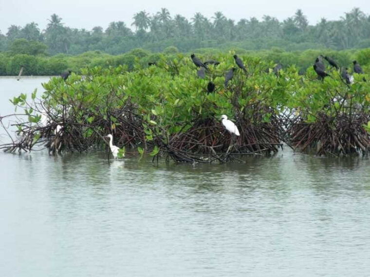 negombo-lagoon-mangrove-boat-excursion