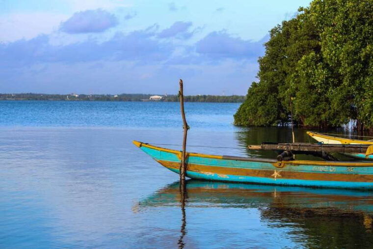 negombo-lagoon-mangrove-boat-excursion