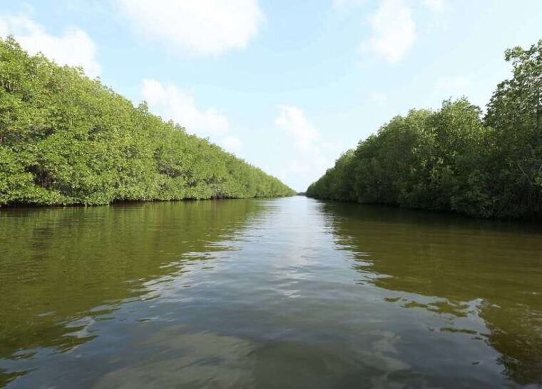 negombo-lagoon-mangrove-boat-excursion