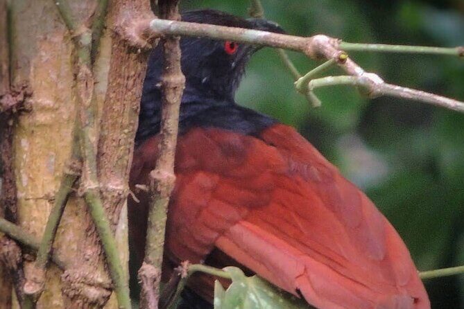 Negombo Lagoon & Muthurjawela Bird Watching Boat Tour - The Sum Up