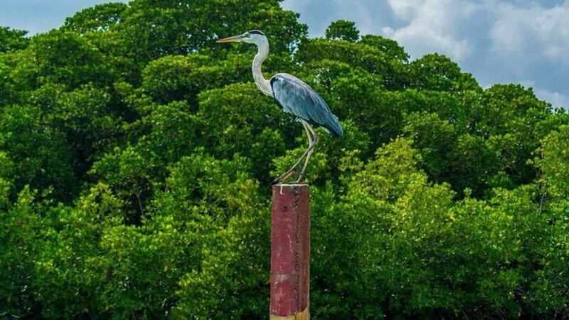 Negombo Private Tour: Market, Temples & Canal - What to Expect from Your Guide and Transportation