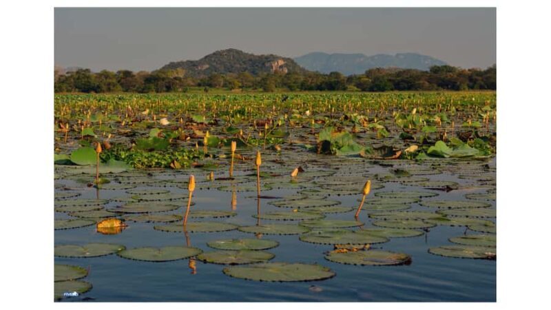 Negombo: To Sigiriya & Dambulla Private Tour with Lunch - Who Would Love This Tour?