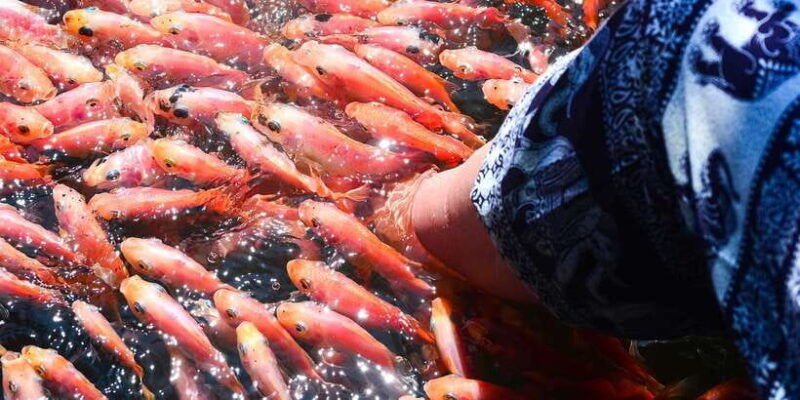 negombo-turtle-hatchery-river-safari-moon-stone-galle