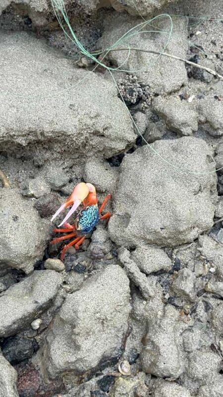 Neil Island: Shorewalk, Tidepooling & Marine Microscopy Tour - The Itinerary in Detail