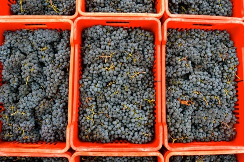 NEIVE: WINERY TOUR AND TASTING OF 5 WINES - Practical Details: What You Need to Know
