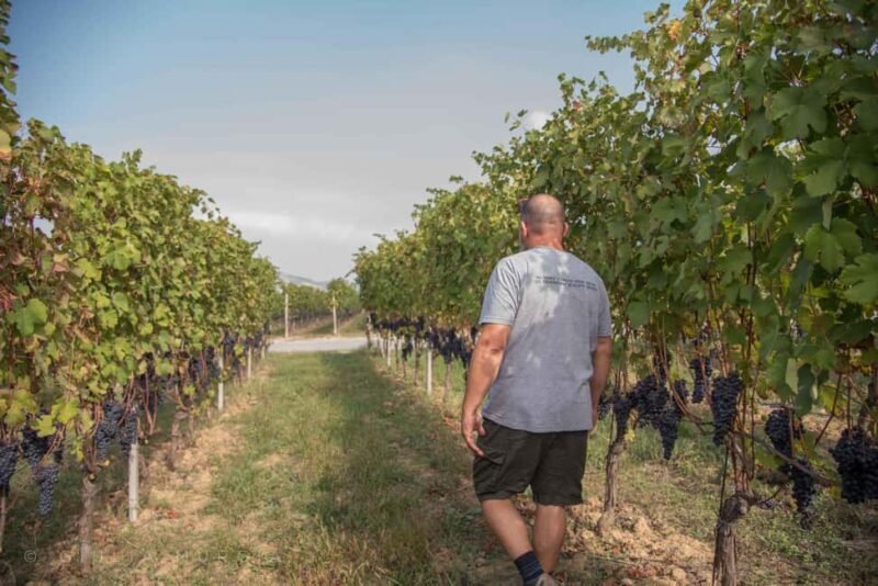 NEIVE: WINERY TOUR AND TASTING OF 5 WINES - What the Reviews Reveal