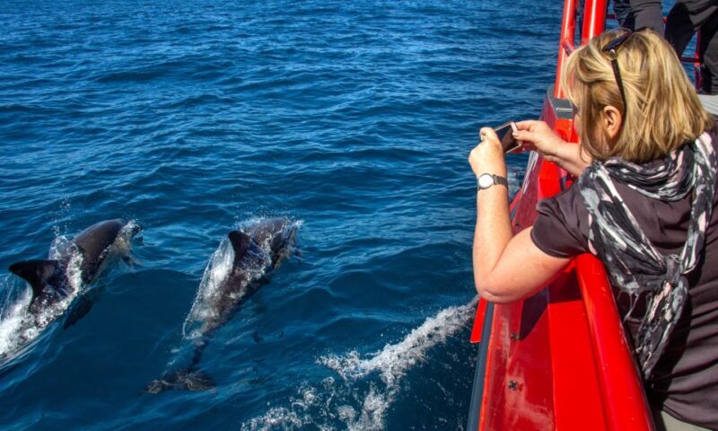 Nelson Bay: 1hr Dolphin Watch Express - Key Points