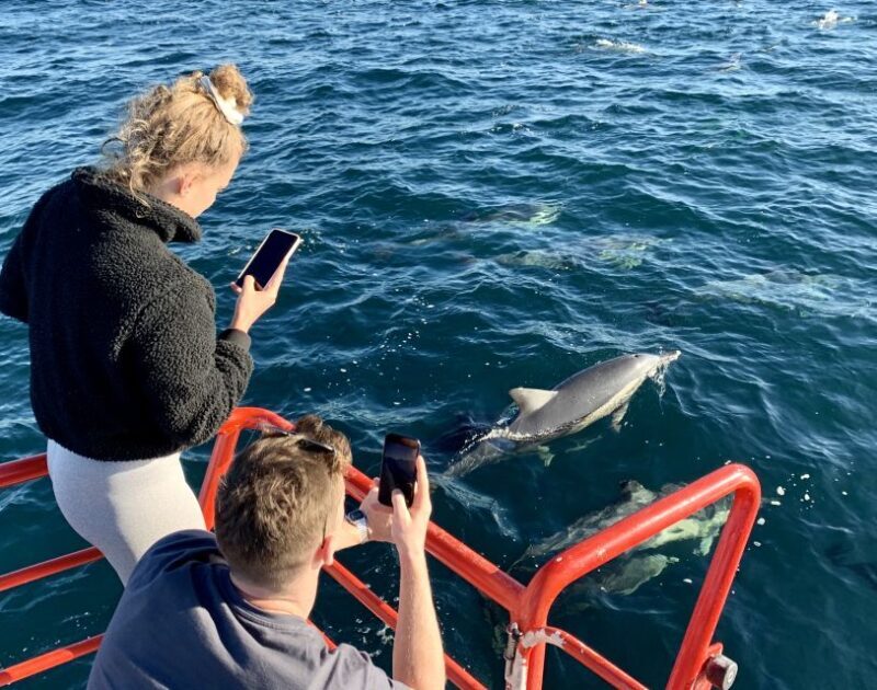 Nelson Bay: 1hr Dolphin Watch Express - The Experience from the Eyes of Reviewers