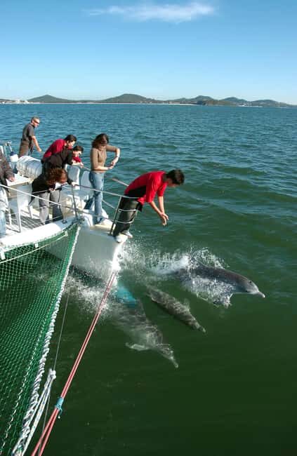 Nelson Bay: Dolphin Watch Cruise and Sail - Key Points
