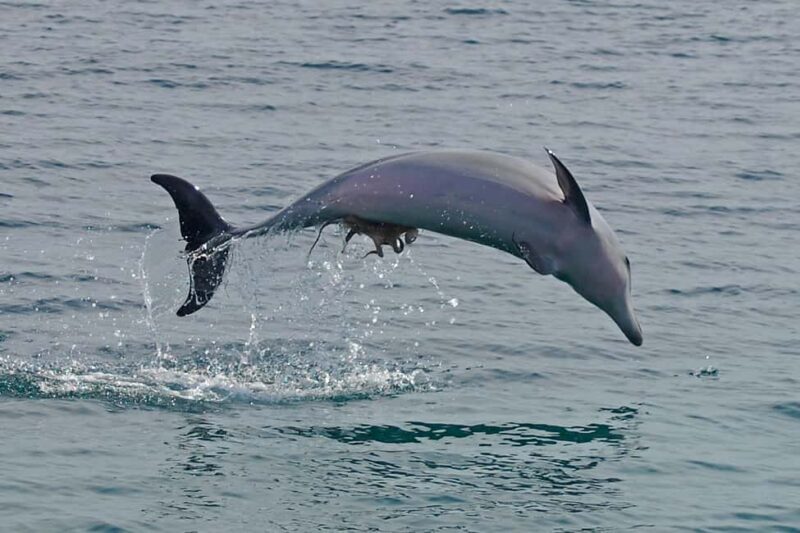 Nelson Bay: Dolphin Watch Cruise and Sail - The Experience: What You Can Expect from the Cruise