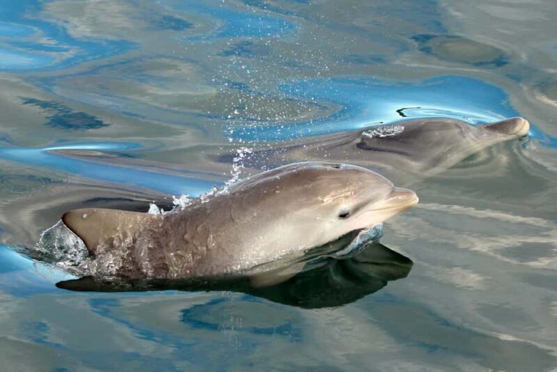 Nelson Bay: Dolphin Watch Cruise and Sail - Who Will Love This Experience?