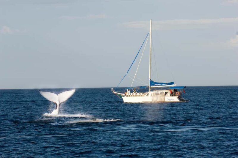 Nelson Bay: Whale and Dolphin Watching Catamaran Cruise - A Deep Dive into the Whale and Dolphin Watching Experience